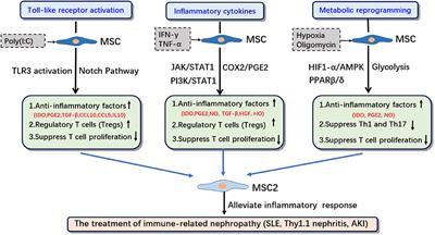 Strategies for the induction of anti-inflammatory mesenchymal stem cells and their application in the treatment of immune-related nephropathy